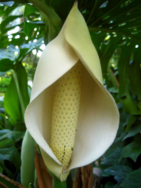 flower monstera deliciosa linda hartley flickr