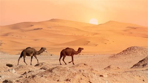 secrets   lost ancient sahara civilization ancient pages