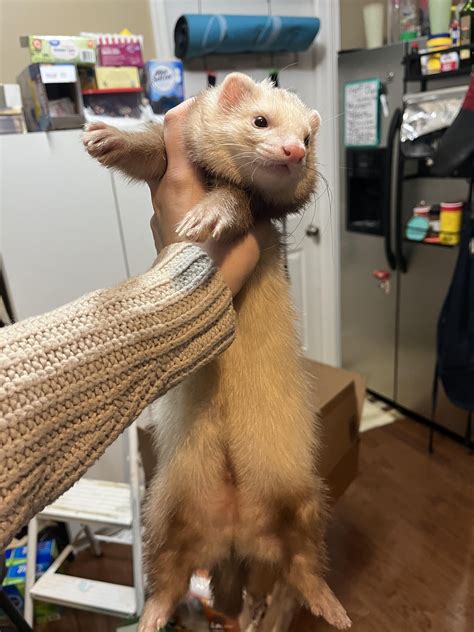 They really do grow up fast 😭 : r/ferrets