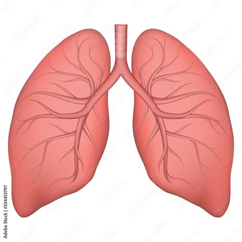 Vector illustration of human lung structure. Realistic drawing for ...