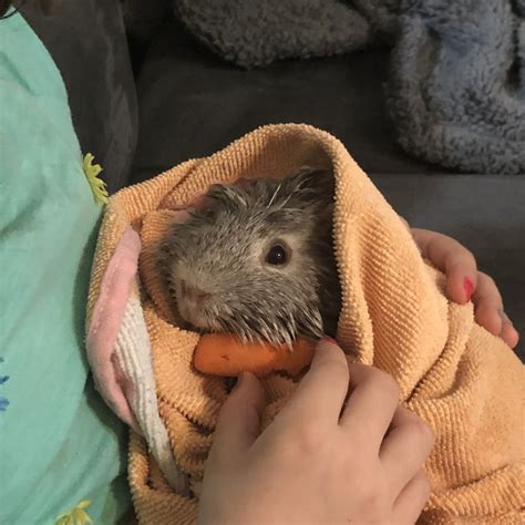 Guinea Pig Rodents For Sale | Visalia, CA #318113