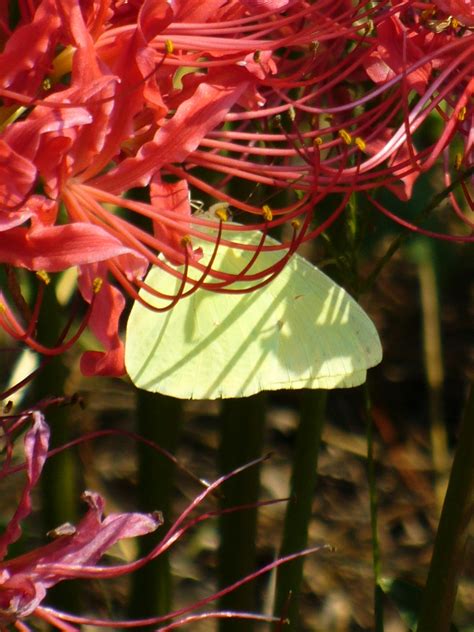Red Spider Lily, Hurricane Lily, Naked Lily, Surprise Lily, Red Lycoris