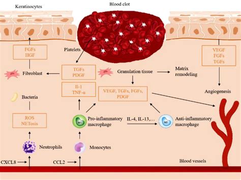 acute healing process normal wound healing processes consist