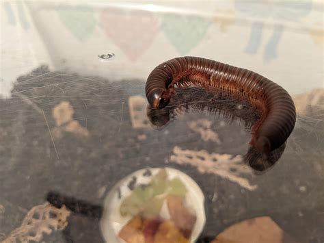 Is My Millipede Alive? : r/millipedes