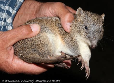 Southern Brown Bandicoot
