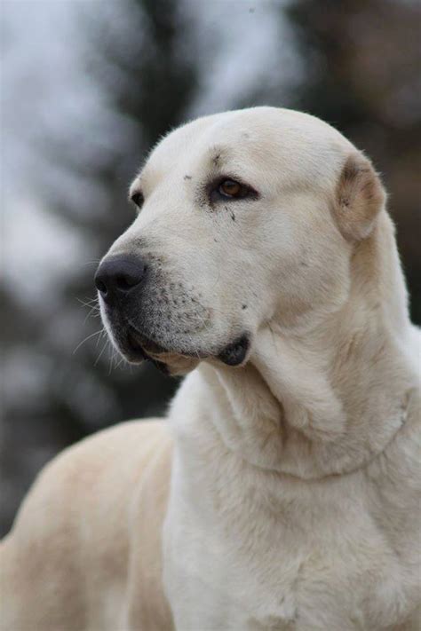 Среднеазиатская овчарка (Central Asian Shepherd Dog)