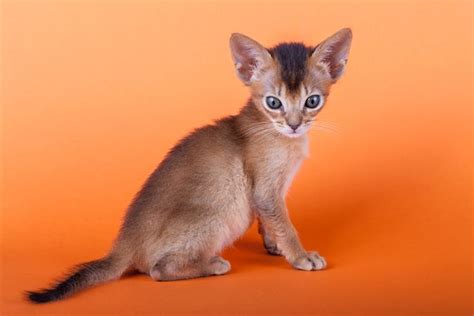 cat breeds  dont shed  shed   abyssinian cats