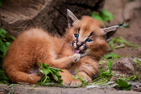 Free download | HD wallpaper: Cats, Caracal, Baby Animal, Cub, Wildlife ...