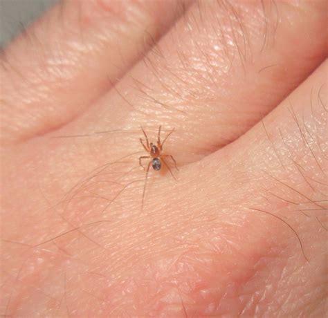 Can Small Spiders Hurt You at Mark Hobson blog