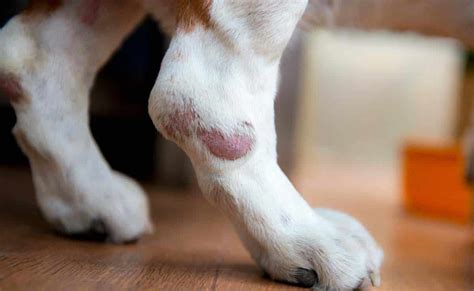 Dog Skin Cancer: 4 Common Types, Causes, Signs, Treatment & More - Petsynse