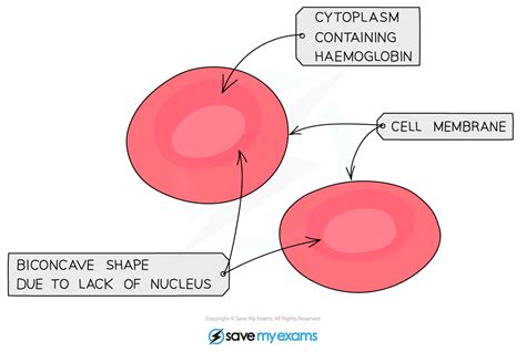 edexcel igcse biology  human transport systems red blood
