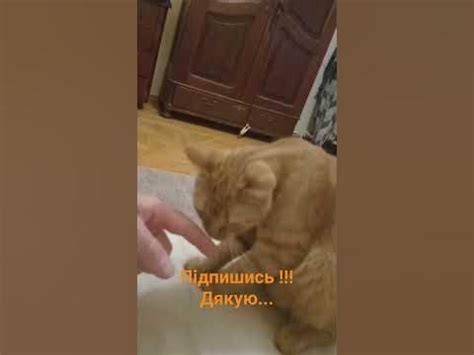 Хороша кіті !!!🐱 - YouTube