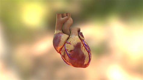 human heart - Download Free 3D model by sammite (@sammite86) [bc51630 ...