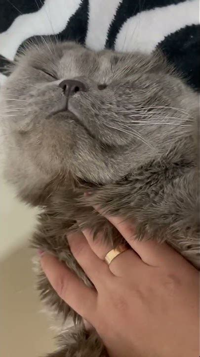 Морда довольная спит - YouTube