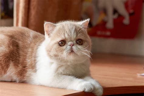 Can animals have down syndrome? - defendersblog