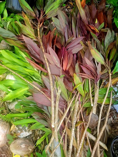 Commandeered a load of dracaena? Cordyline? What is this, anyone know