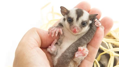 Should you keep sugar gliders as pets? Here’s everything you need to ...