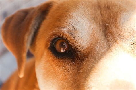 Dog Closeup Eye - Free photo on Pixabay