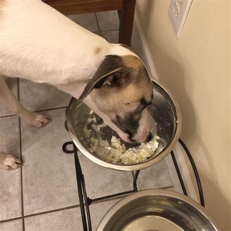 Can Cheese Give Dogs Diarrhea