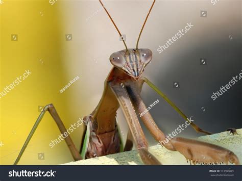 5,159 Chinese mantis Images, Stock Photos & Vectors | Shutterstock