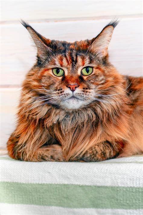 Gattino Tartarugato Del Maine Coon