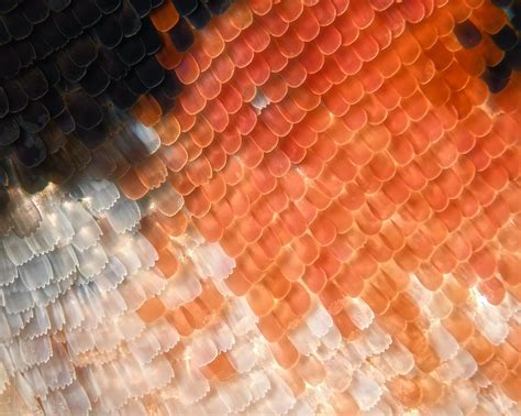 Interesting Photo of the Day: Butterfly Wing Macro - PictureCorrect