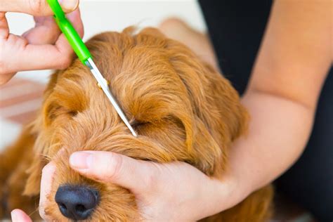 Mini Goldendoodle Grooming Techniques | Walters Puppy Place