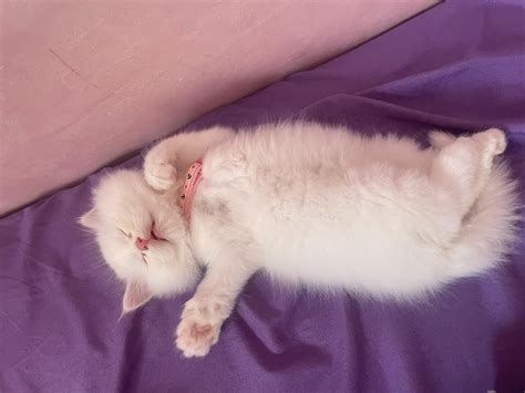 My Lil Princess 8