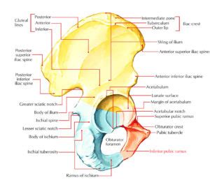Inferior Pubic Ramus – Earth's Lab