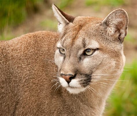 puma mountain lion cougar  photo  stockfreeimages
