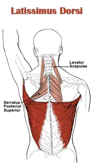 diagram  trapezius  latissimus dorsi printabledbawebapp