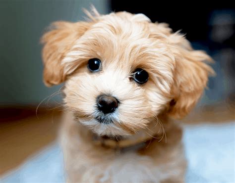 Full Grown Toy Maltipoo