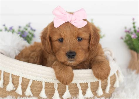 Medium Goldendoodles — Family Bred Puppies