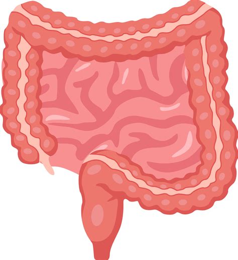 Intestine of human . Cartoon design . 17415536 PNG
