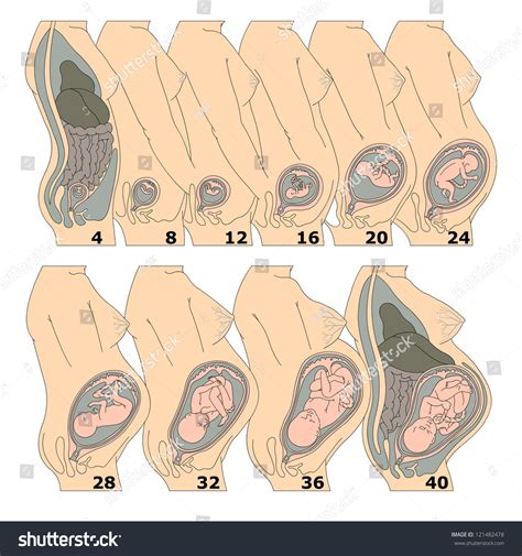 The Growth Of A Human Fetus In Weeks Stock Photo 121482478 : Shutterstock