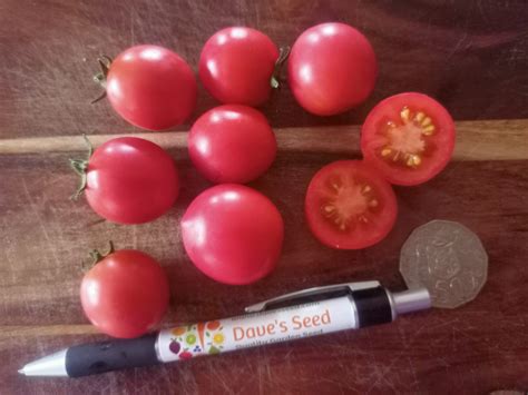 Super Arctic Cherry Tomato | Dave's Seed