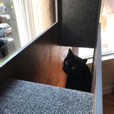 cat matter cat case    cat tree
