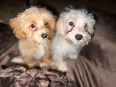 Pets- free and adoption North Mississippi | Facebook