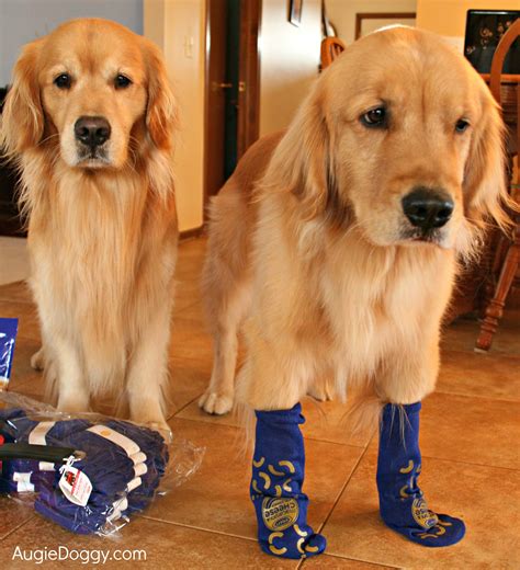 Why dogs shouldn't wear socks ;-) | Dogs golden retriever, Golden retriever, Retriever dog