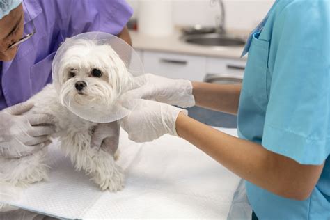 Waynesville, NC 28786 Veterinary Services | Maple Tree Veterinary Hospital