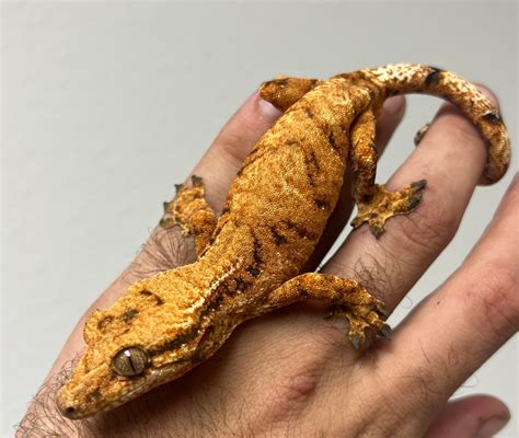 Hybrid - Crested Gecko Traits - Morphpedia