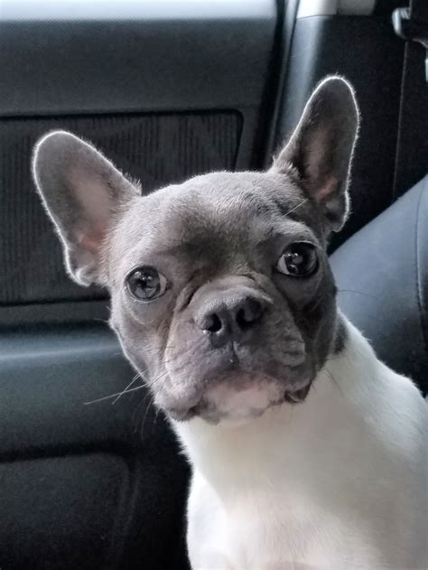 Our Dogs | Frenchtons By Design