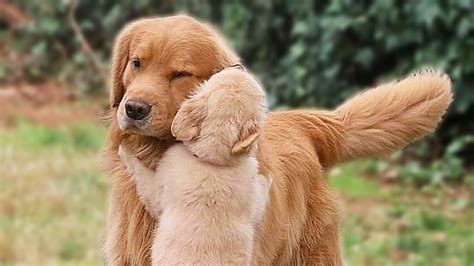 Viet .."Touching Reunion: Puppy and Mother Dog Embrace After Months ...