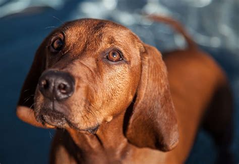 Redbone Coonhound - FurLyfe!