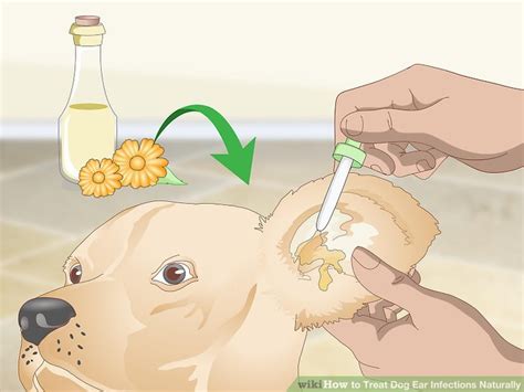 3 Ways to Treat Dog Ear Infections Naturally - wikiHow Pet
