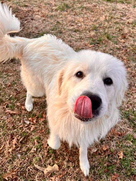 putnam county animal shelter 10