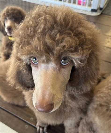 Contact — Standard Poodles Australia