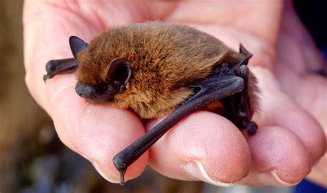Bat Surveys - Find Bat Surveyors & Find Out more