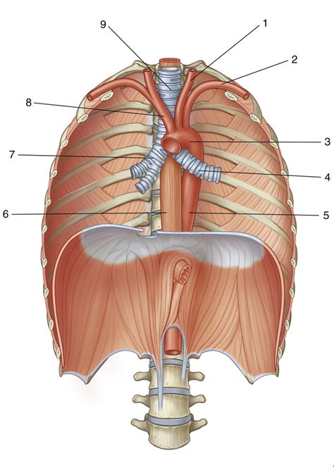 70. Posterior Mediastinum Diagram | Quizlet