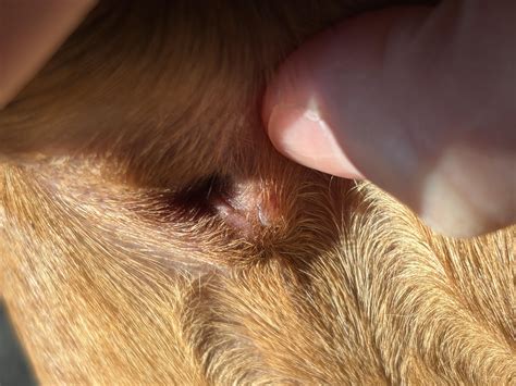 Clear growth on dog’s anus : r/vet